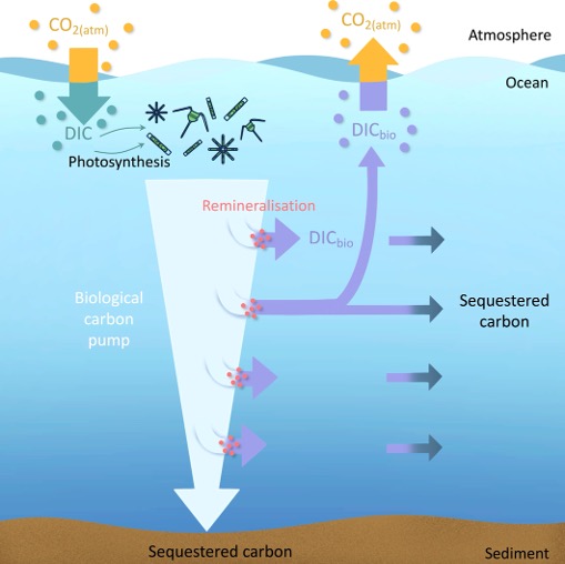 Carbon sequestration