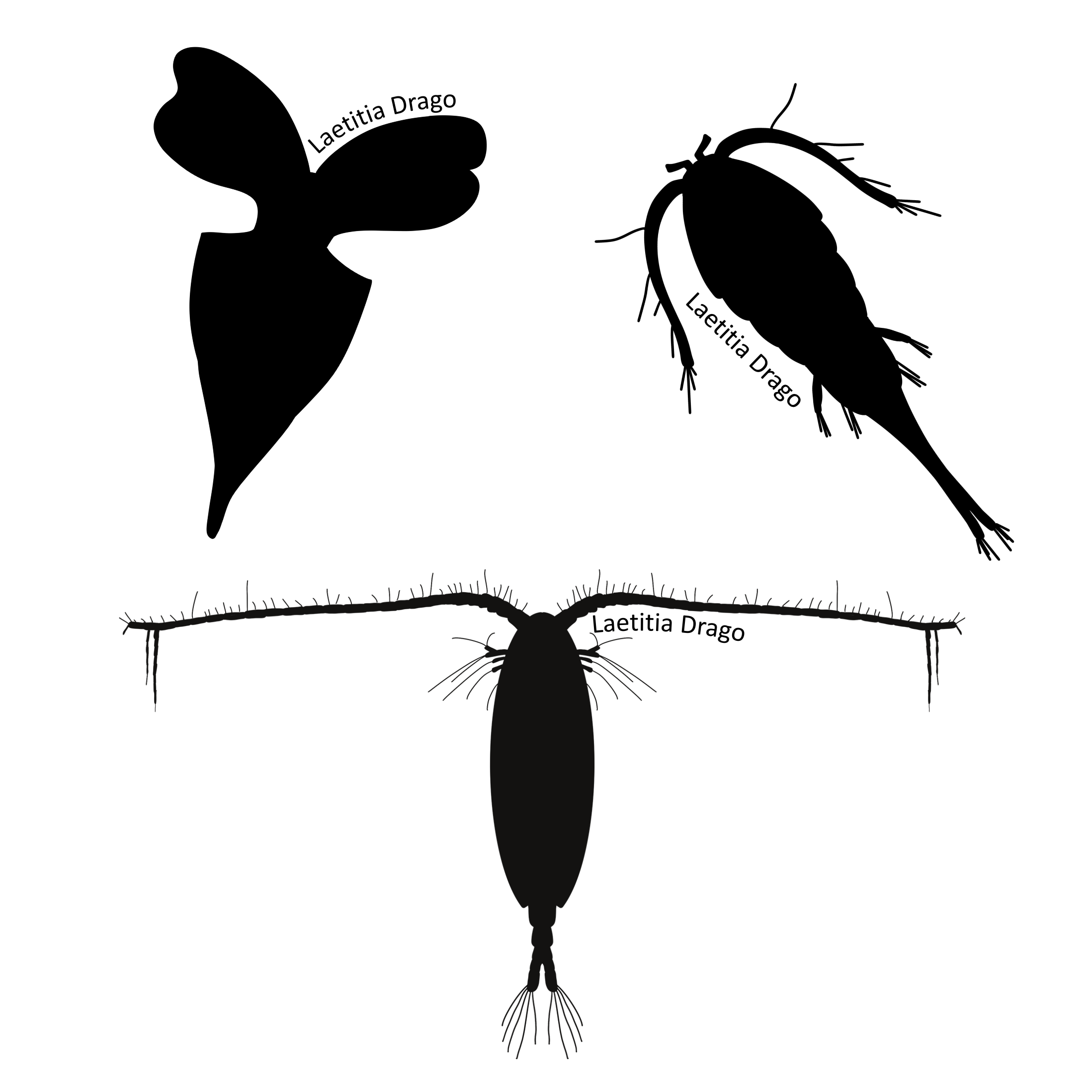 Zooplanktonic silhouettes